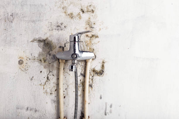 Best Professional Mold Removal  in Alpine, TX