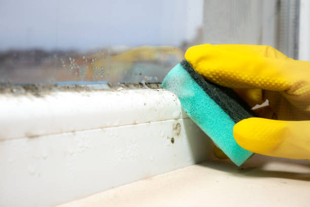 Alpine, TX Mold Removal Company