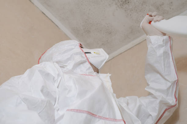 Best Toxic Mold Removal  in Alpine, TX