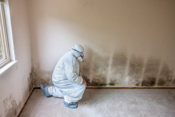 Mold Removal Process in Alpine, TX