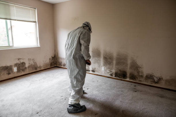 Best Mold Remediation  in Alpine, TX