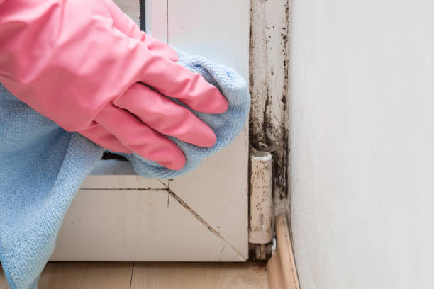 Attic Mold Removal in Alpine, TX