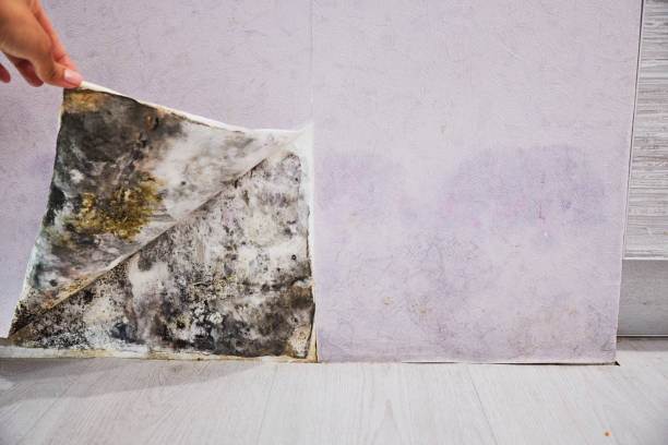 Best Office Mold Removal Services  in Alpine, TX